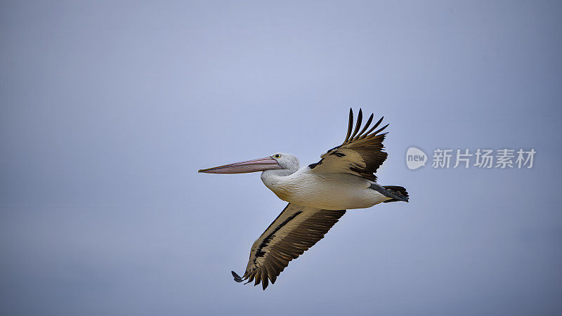 澳洲鹈鹕(Pelecanus illatus)